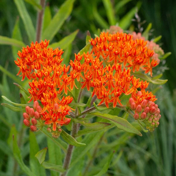 Asclepias Tuberosa 6 Asclepias Tuberosa - Image 6