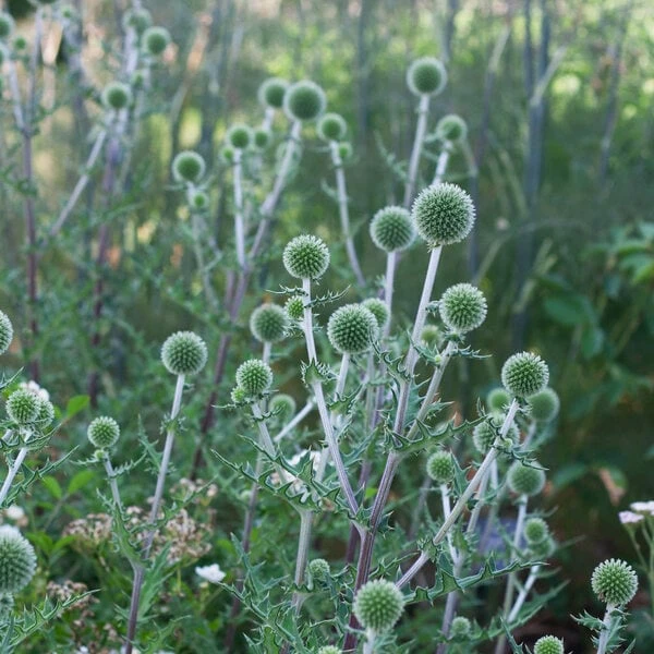 Echinops Sphaerocephalus 'Arctic Glow' 2 Echinops Sphaerocephalus 'Arctic Glow' - Image 2