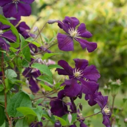 Clematis 'Etoile Violette' -Tree Bower Sales x600 38783