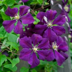 Clematis 'Etoile Violette' -Tree Bower Sales x600 38785