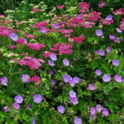 Geranium Rozanne® -Tree Bower Sales x600 38786