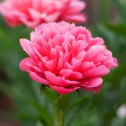 Peony 'Lorelei' -Tree Bower Sales x600 38788