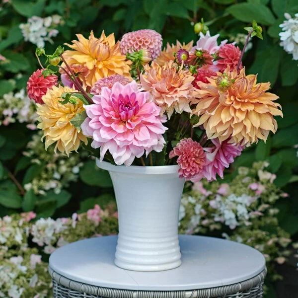 Summer’s Pride Dahlia Collection 2 Summer’s Pride Dahlia Collection - Image 2