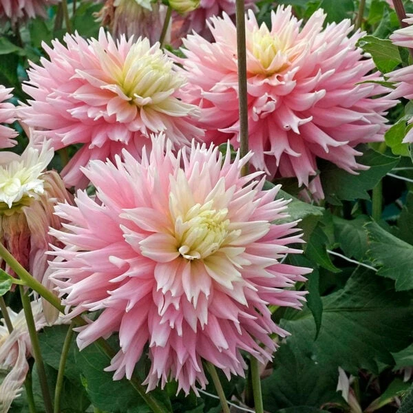 Dahlia 'Just Married' 1 Dahlia 'Just Married'