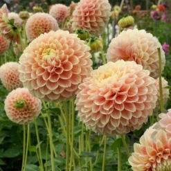 Dahlia 'Sweet Suzanne' -Tree Bower Sales x600 38840