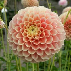 Dahlia 'Sweet Suzanne' -Tree Bower Sales x600 38841