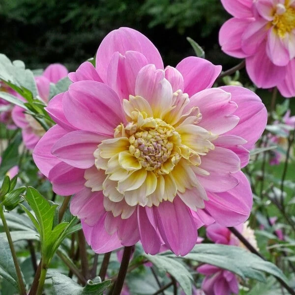 Dahlia 'Take Off' 1 Dahlia 'Take Off'