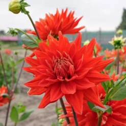 Dahlia 'Vulcan' -Tree Bower Sales x600 38845