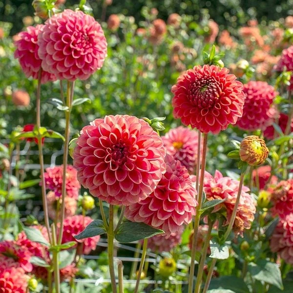 Dahlia 'Zundert Mystery Fox' 2 Dahlia 'Zundert Mystery Fox' - Image 2
