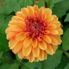 Dahlia 'American Sunset'