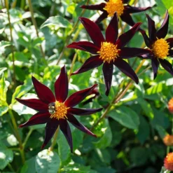 Dahlia 'Verrone's Obsidian' -Tree Bower Sales x600 38884