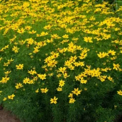 Coreopsis Verticillata 'Zagreb' -Tree Bower Sales x600 38921