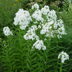 Phlox Paniculata 'David' -Tree Bower Sales x600 38927