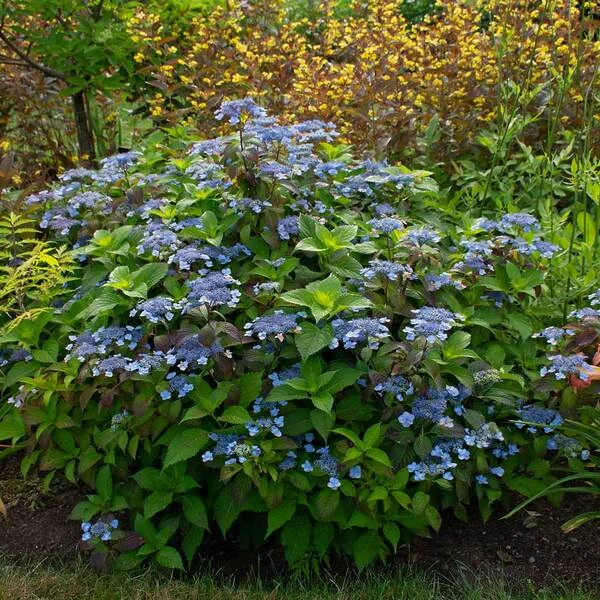 Hydrangea Serrata 'Blue Billow' 2 Hydrangea Serrata 'Blue Billow' - Image 2