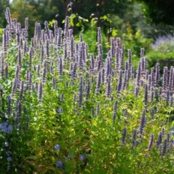 Agastache 'Blue Fortune' -Tree Bower Sales x600 38977