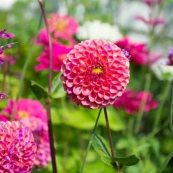 Dahlia 'Caitlin's Joy' -Tree Bower Sales x600 38981