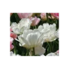 Tulip 'Mount Tacoma'