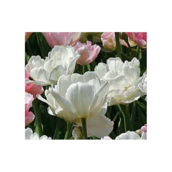 Tulip 'Mount Tacoma'