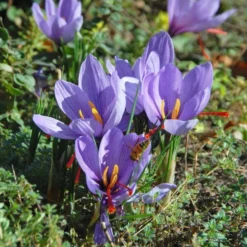Crocus Sativus: Saffron Crocus -Tree Bower Sales x600 39520