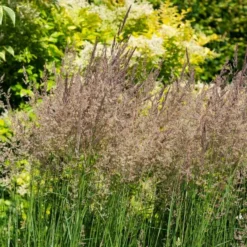 Ornamental Grass: Calamagrostis X Acutiflora 'Karl Foerster' -Tree Bower Sales x600 39522