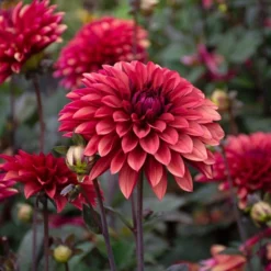 Dahlia 'Danique' 13 Dahlia 'Danique' -Tree Bower Sales x600 39586