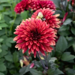 Dahlia 'Danique' 14 Dahlia 'Danique' -Tree Bower Sales x600 39587