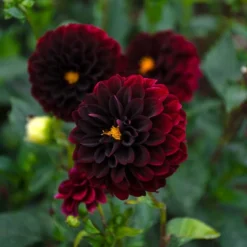 Dahlia 'La Recoleta' -Tree Bower Sales x600 39590
