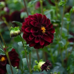 Dahlia 'La Recoleta' -Tree Bower Sales x600 39591