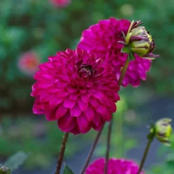 Dahlia 'Romantica' -Tree Bower Sales x600 39592