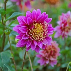 Dahlia 'Take Off' 6 Dahlia 'Take Off' -Tree Bower Sales x600 39594