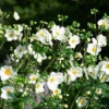 Anemone X Hybrida 'Honorine Jobert'