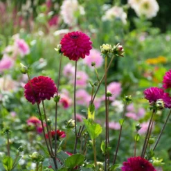 Dahlia 'Romantica' -Tree Bower Sales x600 39623
