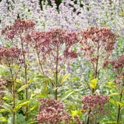 Eupatorium Purpureum Euphoria™ Ruby -Tree Bower Sales x600 39626
