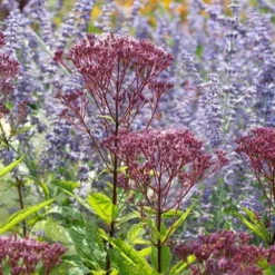 Eupatorium Purpureum Euphoria™ Ruby -Tree Bower Sales x600 39627