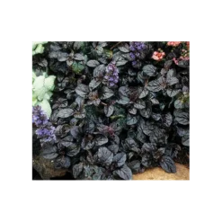 Ajuga Reptans 'Black Scallop' -Tree Bower Sales x600 3967