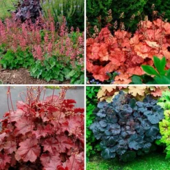 Four Of A Kind Heuchera 9 Four Of A Kind Heuchera -Tree Bower Sales x600 39749