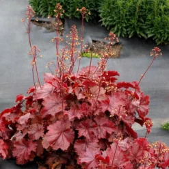 Four Of A Kind Heuchera 8 Four Of A Kind Heuchera -Tree Bower Sales x600 39750