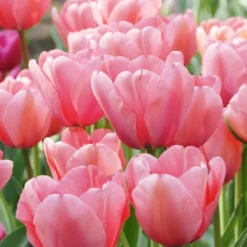 Tulip 'Pink Impression' 10 Tulip 'Pink Impression' -Tree Bower Sales x600 39784