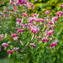 Lilium 'Black Beauty' 7 Lilium 'Black Beauty' -Tree Bower Sales x600 39794