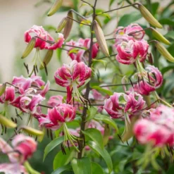 Lilium 'Black Beauty' 8 Lilium 'Black Beauty' -Tree Bower Sales x600 39795