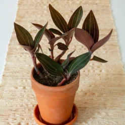 Jewel Orchid In Terracotta Long Tom Pot With Saucer -Tree Bower Sales x600 39813
