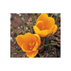 Farewell To Winter Crocus Mix -Tree Bower Sales x600 4014