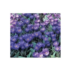 Farewell To Winter Crocus Mix -Tree Bower Sales x600 4015