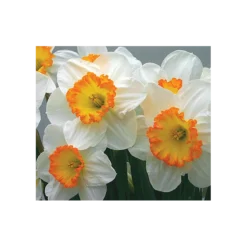 Weatherproof Large-Cupped Daffodil Mix 23 Weatherproof Large-Cupped Daffodil Mix -Tree Bower Sales x600 4020
