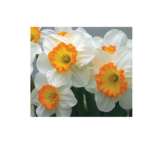 Weatherproof Large-Cupped Daffodil Mix 11 Weatherproof Large-Cupped Daffodil Mix - Image 11