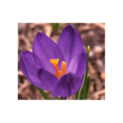 Farewell To Winter Crocus Mix -Tree Bower Sales x600 4024