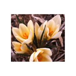 Farewell To Winter Crocus Mix -Tree Bower Sales x600 4050