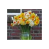 Weatherproof Large-Cupped Daffodil Mix