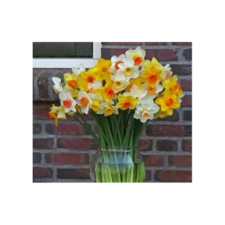Weatherproof Large-Cupped Daffodil Mix