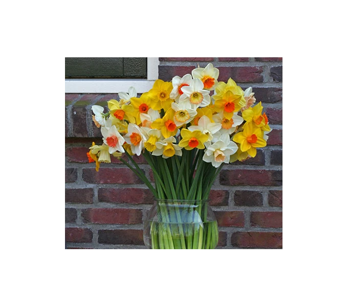 Weatherproof Large-Cupped Daffodil Mix 1 Weatherproof Large-Cupped Daffodil Mix